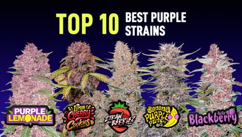 Top 10 Best Purple Strains 